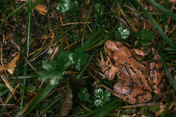 Frog in grass