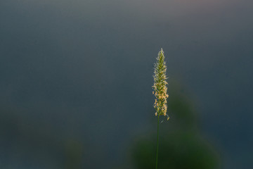 solitar plant