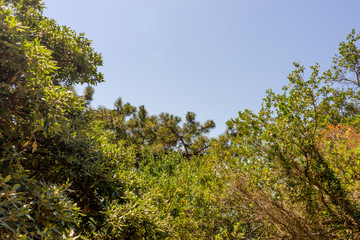 Italy, Cinque Terre, Corniglia, a tree in a forest