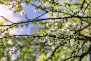 Obraz premium Plum flowers macro. Photo of blossoming tree brunch with white flowers on bokeh green background, closeup. Beautiful blooming trees in spring park