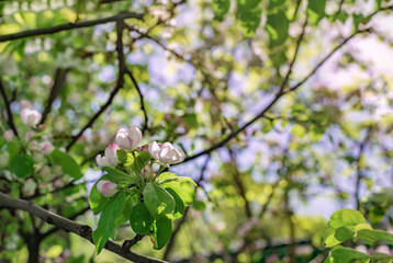 Apple flowers macro. Photo of blossoming tree brunch with white flowers on bokeh green background. Blooming in garden closeup