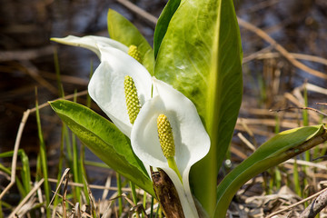 水芭蕉、マクンベツ湿原 