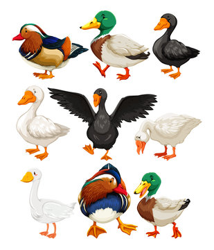 Set of duck character