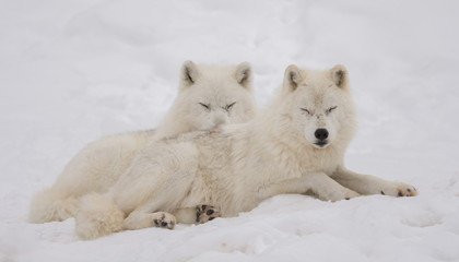Obraz na płótnie Canvas Duo of arctic wolf relaxing in the snow