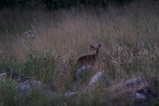 deer lurking in the  forest