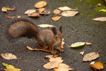Squirrel on asphalt