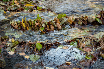 Cluster of fallen leaves in the fall in the creek
