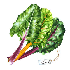 Watercolor illustration of chard leaves. Set of fresh greens. Organic produce drawing.