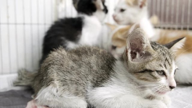 Young kittens in a metal cage outdoor. Looking at camera. Animal rescue concept.