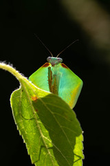 Mantis (Choeradodis sp.)