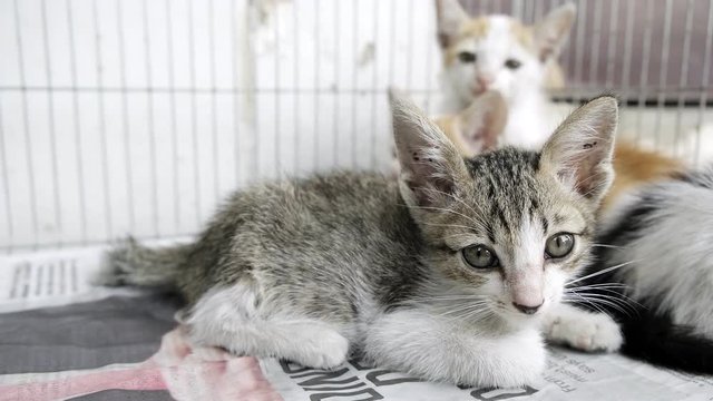 Young kitty cat laying down in a metal cage outdoor. Looking at camera. Animal rescue concept.