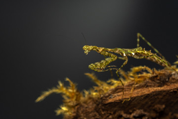Mantis (Fulciniola sp.)