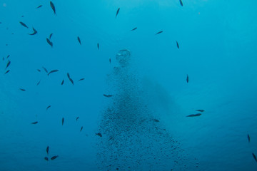 Fototapeta premium ciemnoniebieskie podwodne tło z rybami i pęcherzykami powietrza