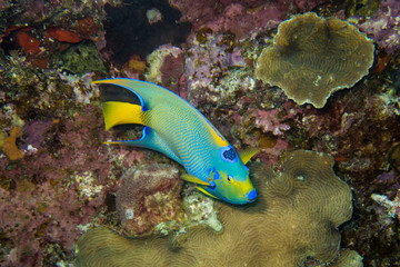 Queen angelfish roaming the fringing coral reef around the tropical island of Bonaire in the...