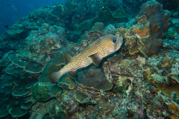 A cute deflated porcupine fish swimming on the colorful reef of Bonaire island in the Caribbean
