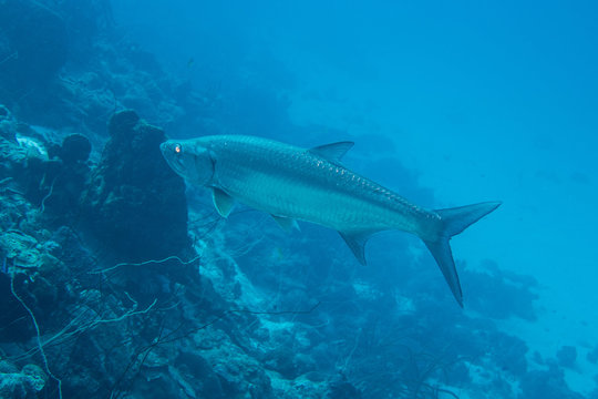 A large atlantic tarpon (megalops atlanticus), who gives a great fishing trophy, seeking prey on the fringing reef of tropical Bonaire island in the caribbean 