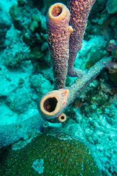 Hollow purple colored  hard coral is giving shelter for juvenile fishes likes blennies, but also for hariy seastars or shrimps and small crabs on the reef surrounding the caribbean island Bonaire