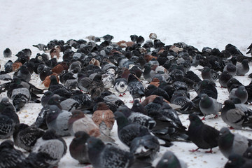 a large flock of city birds pigeons sitting on the snow in the city