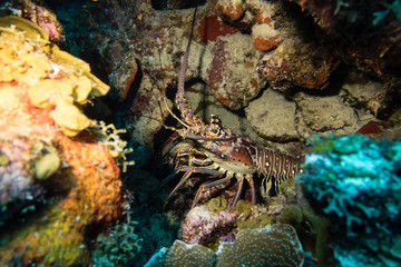 Naklejka na ściany i meble A spiny lobster hiding in a cave during a nightdive on tropical Bonaire island in the caribbean