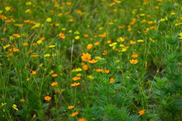 Colorful Cosmos flower in garden