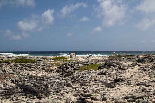 Dead driftwood and debris on the rough eastern shore of the tropical island bonaire in the caribbean