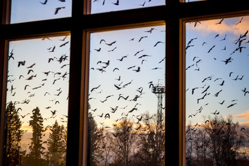 A flock of birds outside the window
