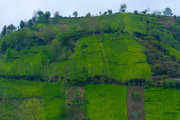 Fototapeta na wymiar Plantation of the plant tea in Turkey