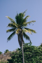 Obraz premium palm tree and blue sky