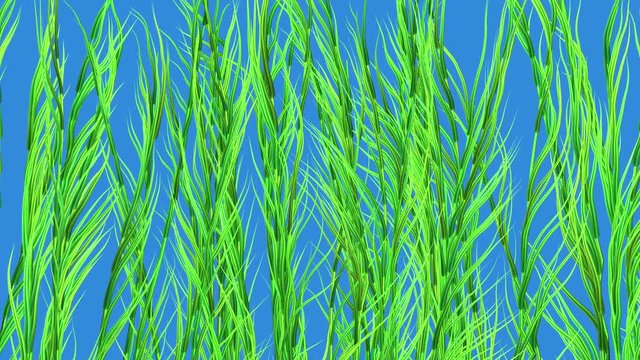 Kelp, sea weed, tall grases. Isolated on Solid blue background . Thin clusters . 3d animation 