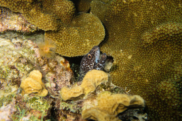Spotted moray eel peeking out of a cave on the coral reef of tropical Bonaire Island