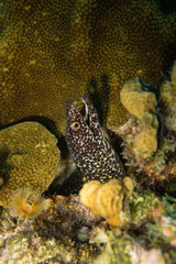 Spotted moray eel peeking out of a cave on the coral reef of tropical Bonaire Island
