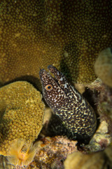 Spotted moray eel peeking out of a cave on the coral reef of tropical Bonaire Island