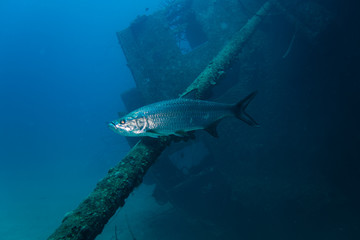 A shiny Tarpon swimming through the water in front of the Hilma Hooker underwater ship wreck sunken on the tropical reef of Bonaire island in the Caribbean