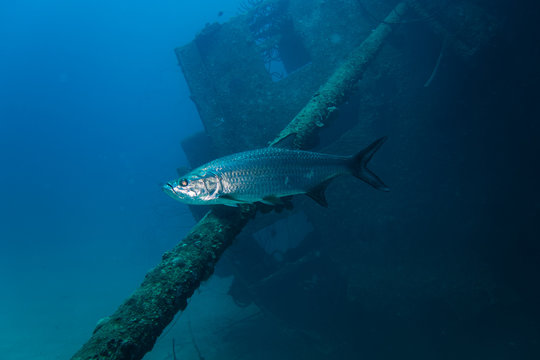 A shiny Tarpon swimming through the water in front of the Hilma Hooker underwater ship wreck sunken on the tropical reef of Bonaire island in the Caribbean