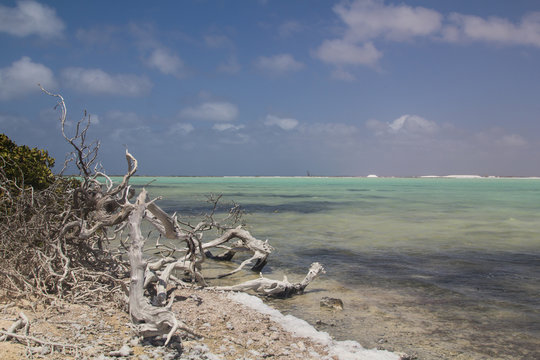 Dead wood of a bush in front of a Saline pan, called Blue Pan, near the conveyor belt of the Salt pier on Bonaire