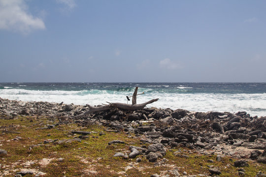 Dead driftwood on the rough eastern shore of the tropical island bonaire in the caribbean