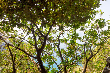 Italy, Cinque Terre, Corniglia, LOW ANGLE VIEW OF TREES IN FOREST AGAINST SKY