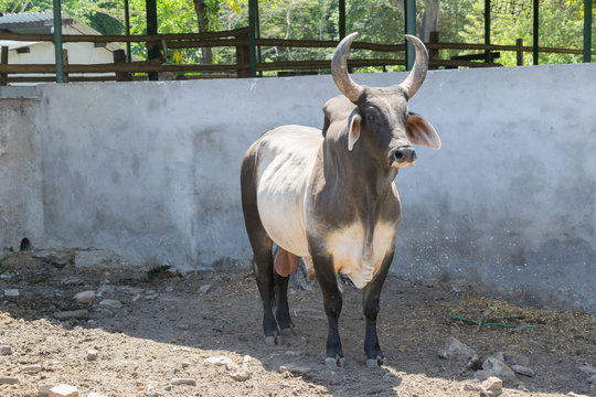 toro guzerat