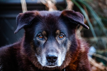 portrait of a dog