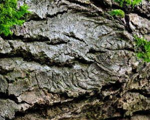 tree bark 2