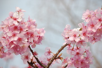 桜（河津桜）