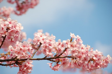 桜（河津桜）