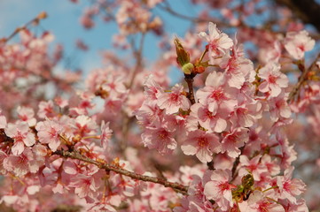 桜（河津桜）