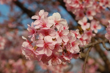 桜（河津桜）