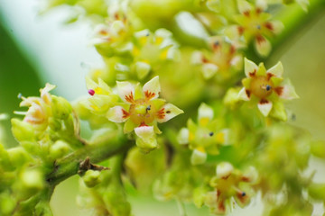 Mango flower macro close up photo