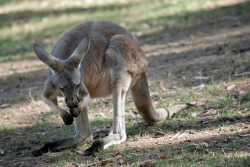 a red kangaroo cleaning