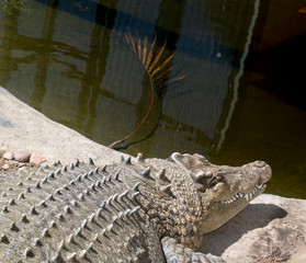 a   close up of a salt water crocodile