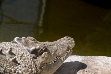 a   close up of a salt water crocodile