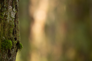 Fototapeta premium Side of tree with background light