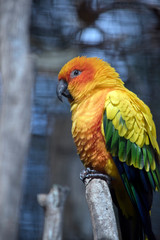 a sun conure on a branch